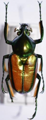 Réf. 252 790 : Phaedimus lumawigi